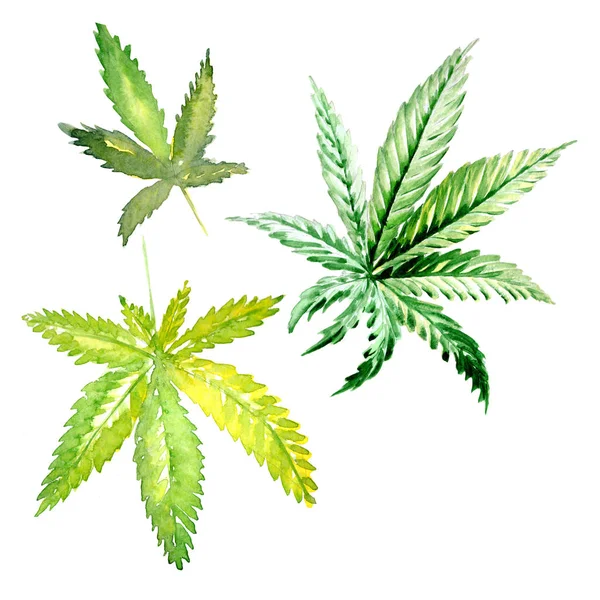 Wildflower cannabis blomma i akvarell stil isolerade. — Stockfoto