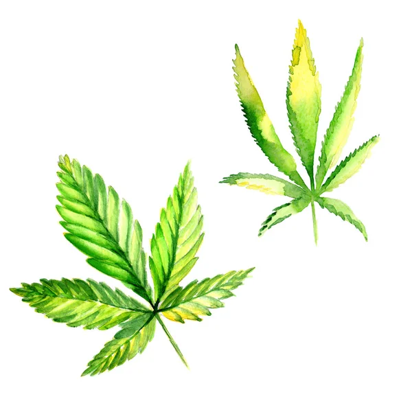 Wildflower cannabis blomma i akvarell stil isolerade. — Stockfoto