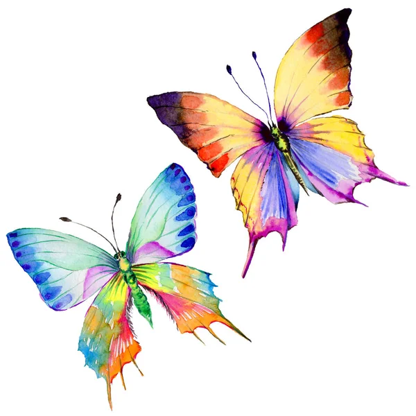 Exotic  butterfly wild insect in a watercolor style isolated. — Stock Photo, Image