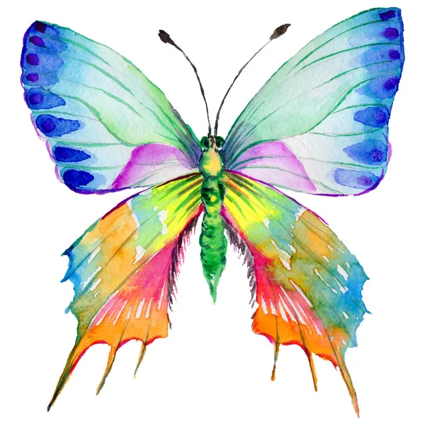 Exotic  butterfly wild insect in a watercolor style isolated. — Stock Photo, Image