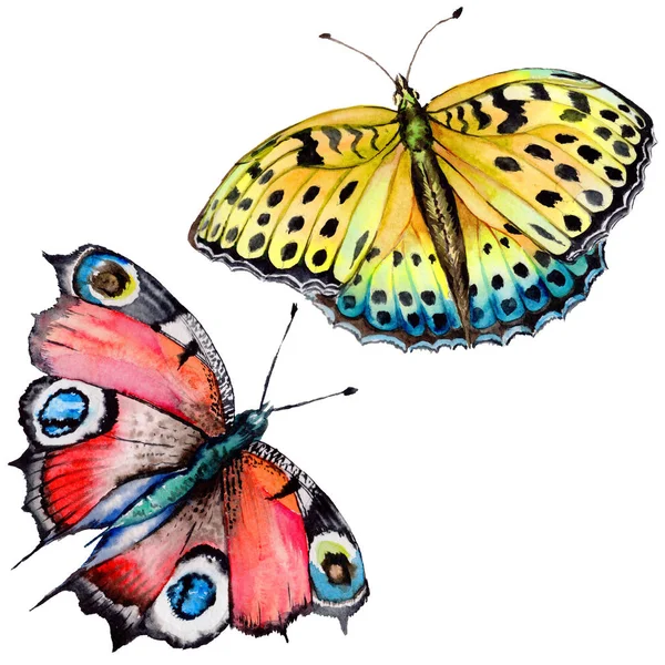 Egzotik kelebek vahşi böcek izole bir suluboya tarzında.