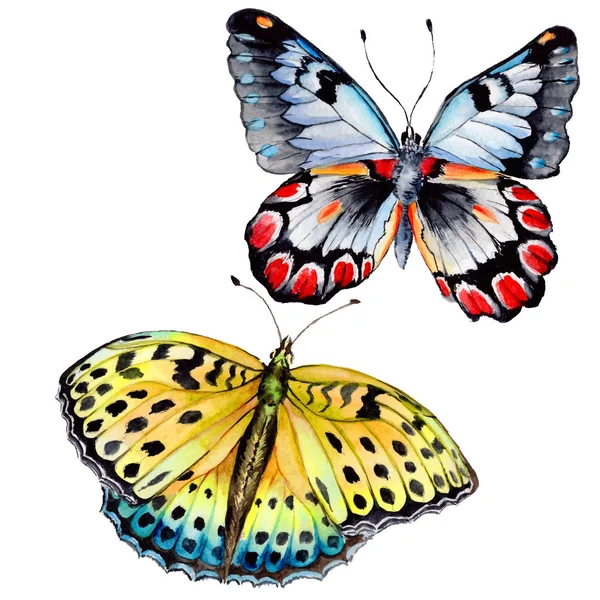 Egzotik kelebek vahşi böcek izole bir suluboya tarzında.