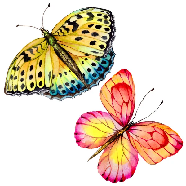 Egzotikus pillangó vadon élő rovarok elszigetelt akvarell stílusú. — Stock Fotó