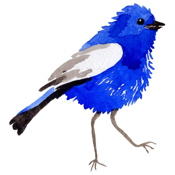 Gökyüzü bir yaban hayatı suluboya Style izole içinde cennet kuşları.