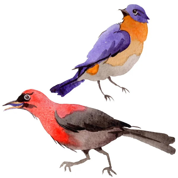 Sky paradisfåglar i ett djurliv av akvarell stil isolerade. — Stockfoto