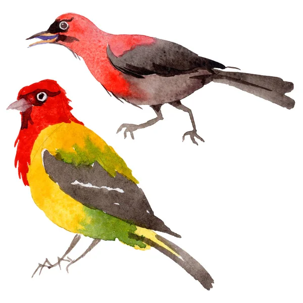 Gökyüzü bir yaban hayatı suluboya Style izole içinde cennet kuşları.