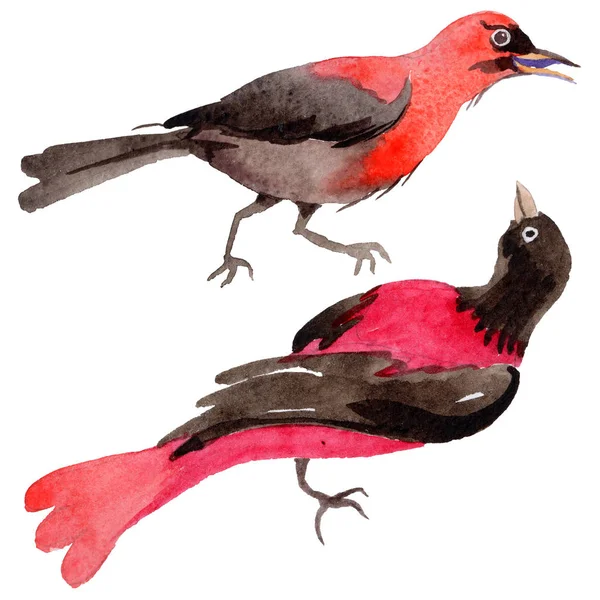 Gökyüzü bir yaban hayatı suluboya Style izole içinde cennet kuşları.