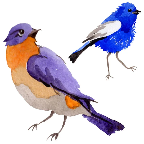 Gökyüzü bir yaban hayatı suluboya Style izole içinde cennet kuşları.