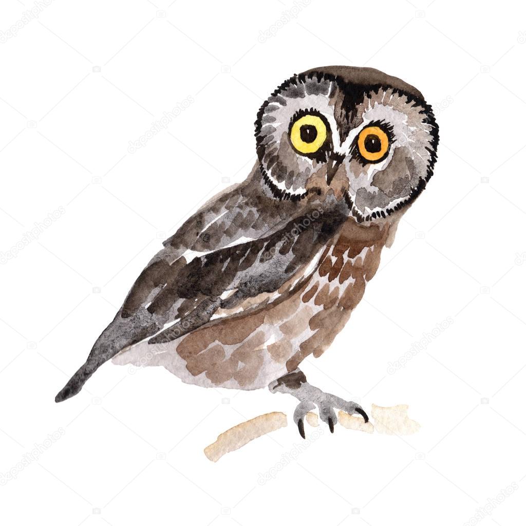 Sky bird owl in a wildlife by watercolor style isolated.