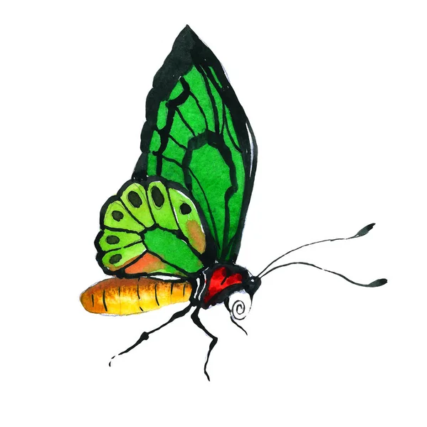 Exotic butterfly wild insect in a watercolor style isolated. — Stock Photo, Image