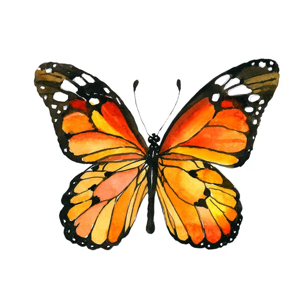 Exotic butterfly wild insect in a watercolor style isolated. — Stock Photo, Image