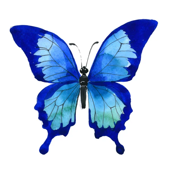 Exotic butterfly wild insect in a watercolor style isolated. — Stock Photo, Image