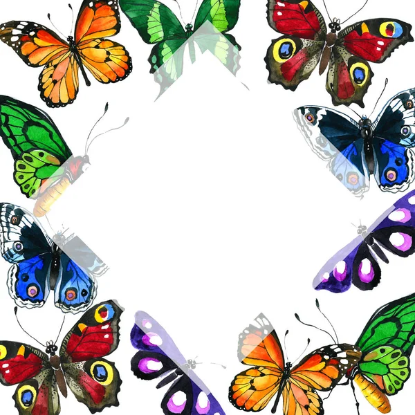 Exotic butterfly wild insect  frame in a watercolor style. — Stock Photo, Image