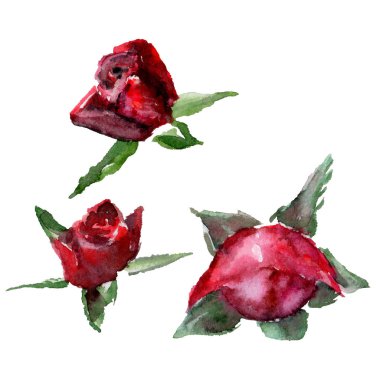 Kır çiçeği gül çiçek izole bir suluboya tarzında.