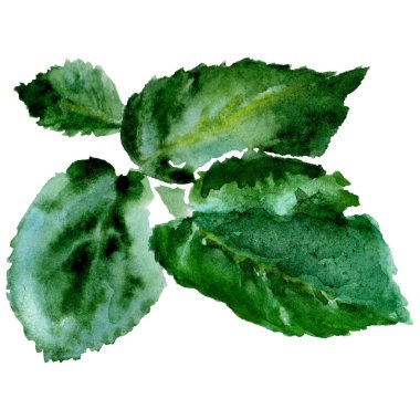 Kır çiçeği gül çiçek izole bir suluboya tarzında.