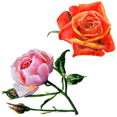 Kır çiçeği gül çiçek izole bir suluboya tarzında.