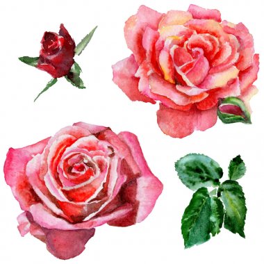 Kır çiçeği gül çiçek izole bir suluboya tarzında.