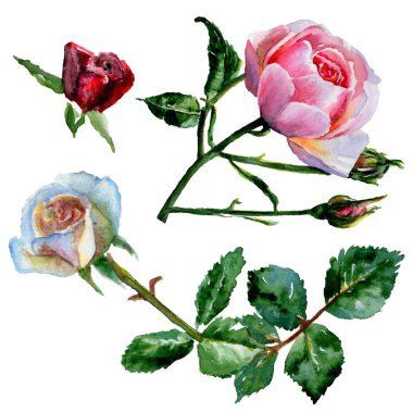 Kır çiçeği gül çiçek izole bir suluboya tarzında.