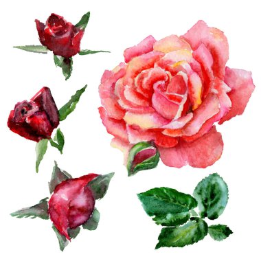 Kır çiçeği gül çiçek izole bir suluboya tarzında.