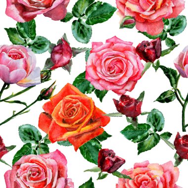 Kır çiçeği gül çiçek deseni suluboya tarzında.