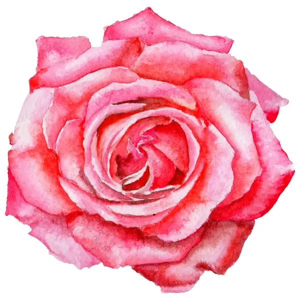 Kır çiçeği gül çiçek izole bir suluboya tarzında.