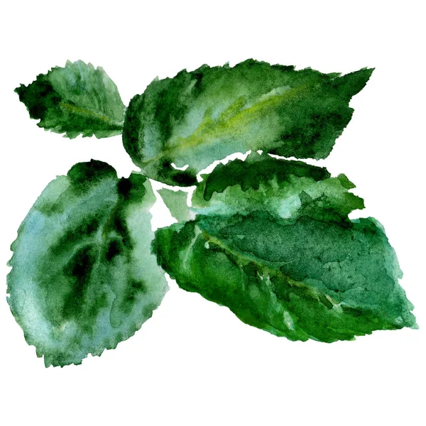 Kır çiçeği gül çiçek izole bir suluboya tarzında.