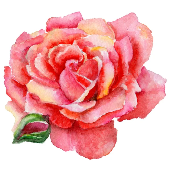 Цветок полевой розы в акварельном стиле изолирован . — стоковое фото