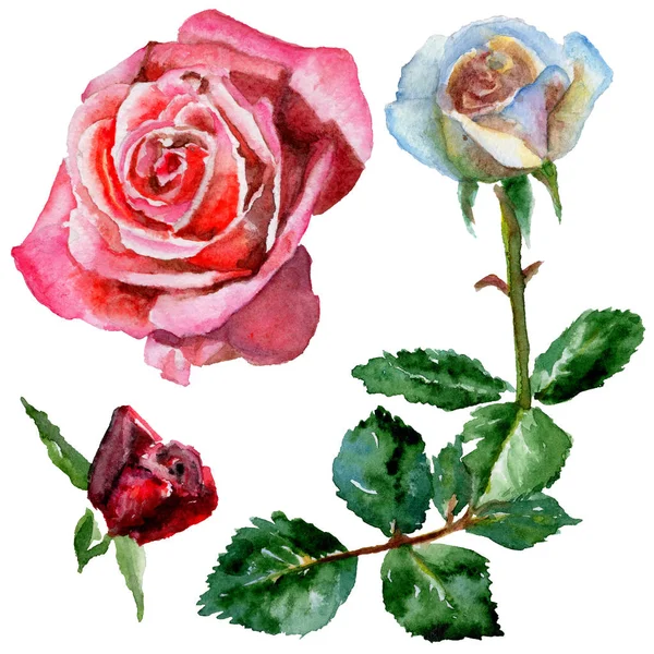 Kır çiçeği gül çiçek izole bir suluboya tarzında.