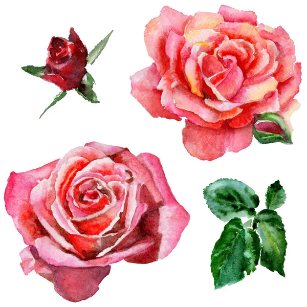 Kır çiçeği gül çiçek izole bir suluboya tarzında.