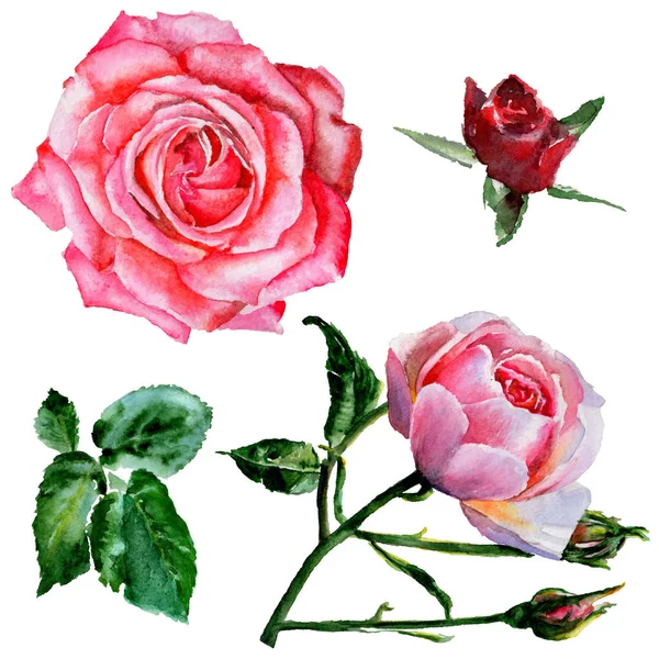 Цветок полевой розы в акварельном стиле изолирован . — стоковое фото