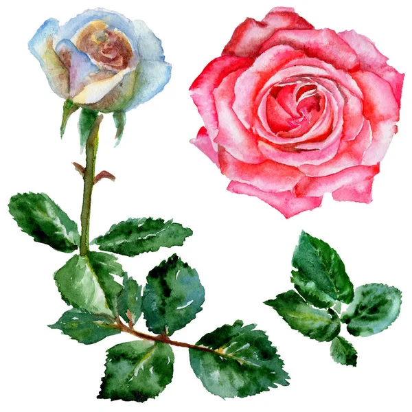 Wildflower růže květ ve stylu akvarelu, samostatný. — Stock fotografie