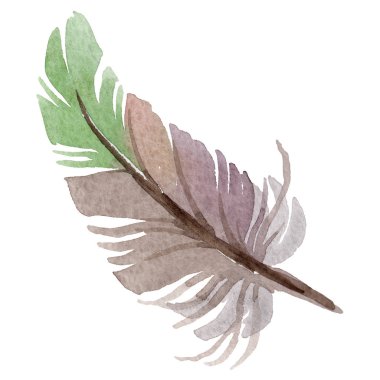 Suluboya kuş tüyü izole kanat üzerinden.
