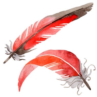 Suluboya kuş tüyü izole kanat üzerinden.