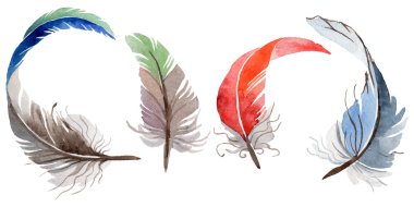 Suluboya kuş tüyü izole kanat üzerinden.