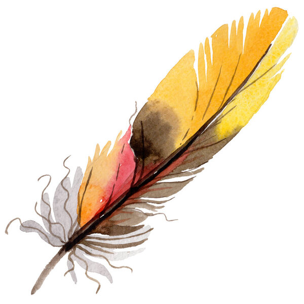 Watercolor bird feather from wing isolated.