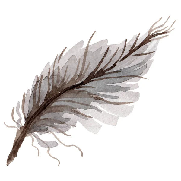 Watercolor bird feather from wing isolated. — Stock Photo, Image