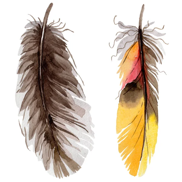 Watercolor bird feather from wing isolated. — Stock Photo, Image