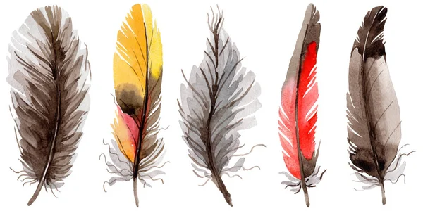 Suluboya kuş tüyü izole kanat üzerinden.