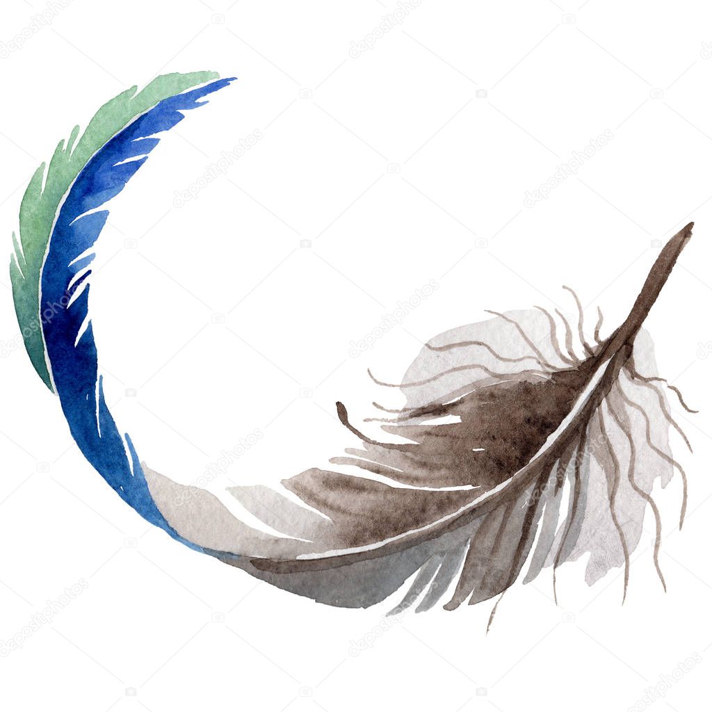 Watercolor bird feather from wing isolated.