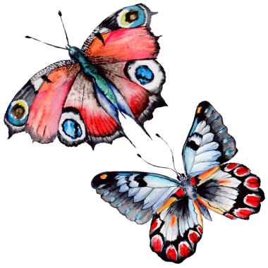 Egzotik kelebek vahşi böcek izole bir suluboya tarzında.