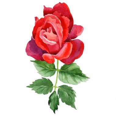 Kır çiçeği gül çiçek izole bir suluboya tarzında.