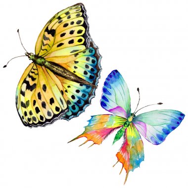 Egzotik kelebek vahşi böcek izole bir suluboya tarzında.