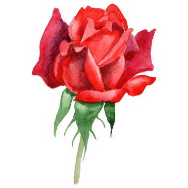 Kır çiçeği gül çiçek izole bir suluboya tarzında.