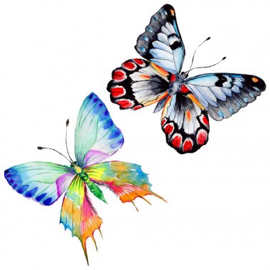 Egzotik kelebek vahşi böcek izole bir suluboya tarzında.