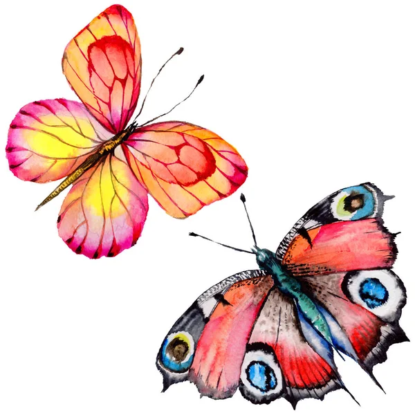 Exotic  butterfly wild insect in a watercolor style isolated. — Stock Photo, Image