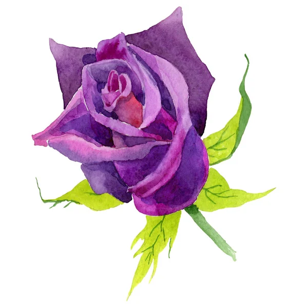 Wildflower rose flower in a watercolor style isolated. — Stock Photo, Image