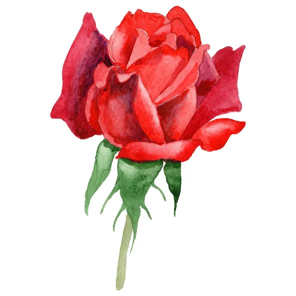 Kır çiçeği gül çiçek izole bir suluboya tarzında.