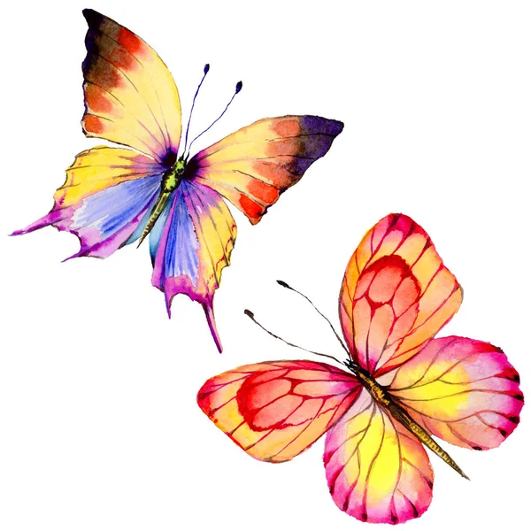 Exotic  butterfly wild insect in a watercolor style isolated. — Stock Photo, Image