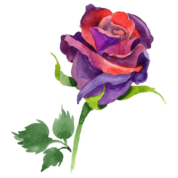 Kır çiçeği gül çiçek izole bir suluboya tarzında.