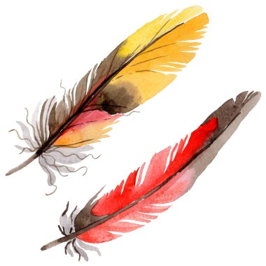 Suluboya kuş tüyü izole kanat üzerinden.